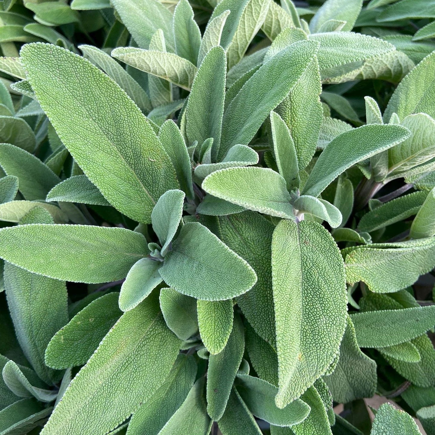 Idrolato di Salvia Officinalis 100 ml origine Sardegna