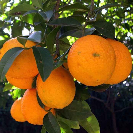 Arancio dolce olio essenziale puro 10 ml origine Sardegna